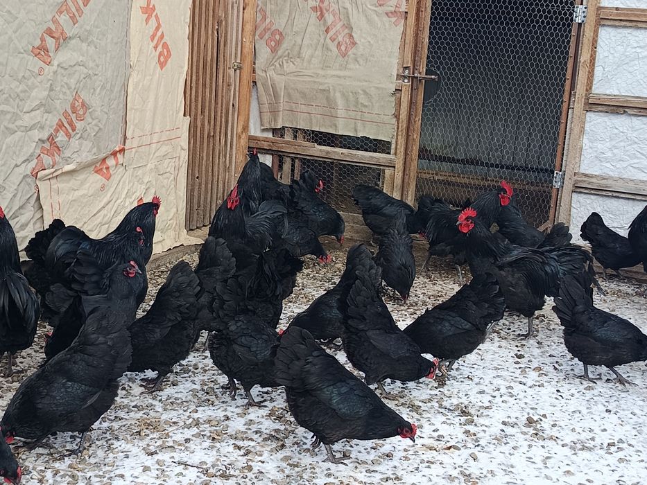 australorp negru