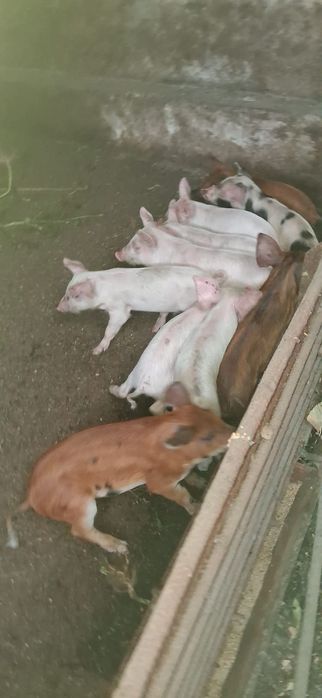 Продаются поросята