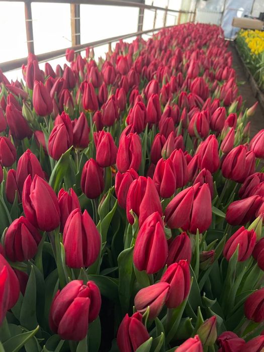 Цветы к 8 марта.