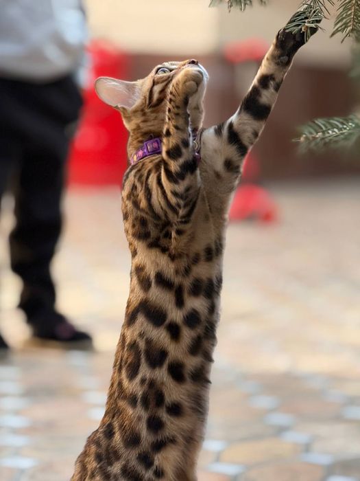 Xaqiyqiy toza bengal 6 oylik Qizbola