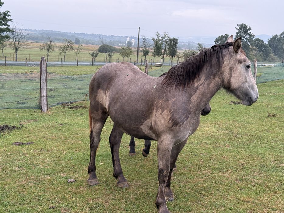 Vand sau schimb manza cu vaci/ oi sau 4x4