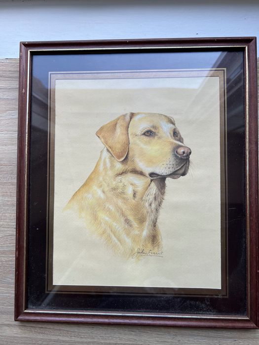 Labrador retriever tablou semnat John Frans,