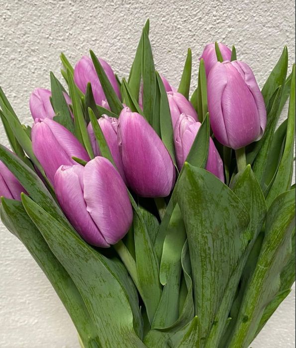 Тюлпаны красивые