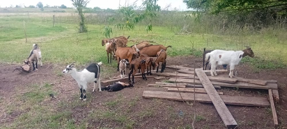 Vand capre  alpin francez și două anglo nubian, doi  țapi anglo nubian