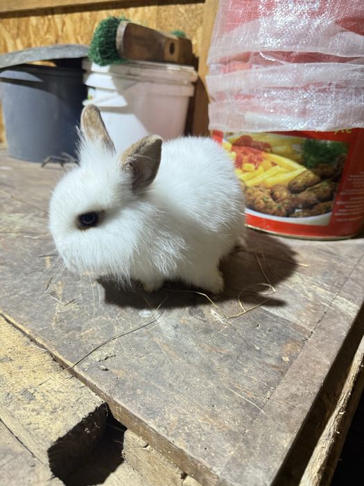 Cap de leu De vanzare
