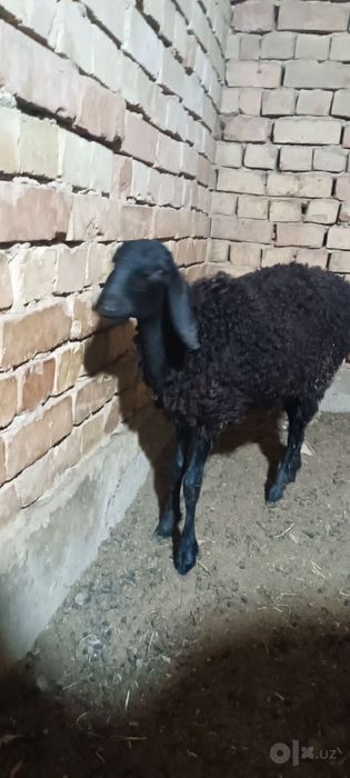 Qo'zichoq  3 oyli