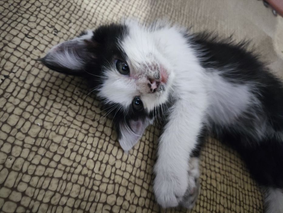 Котёнок маленький