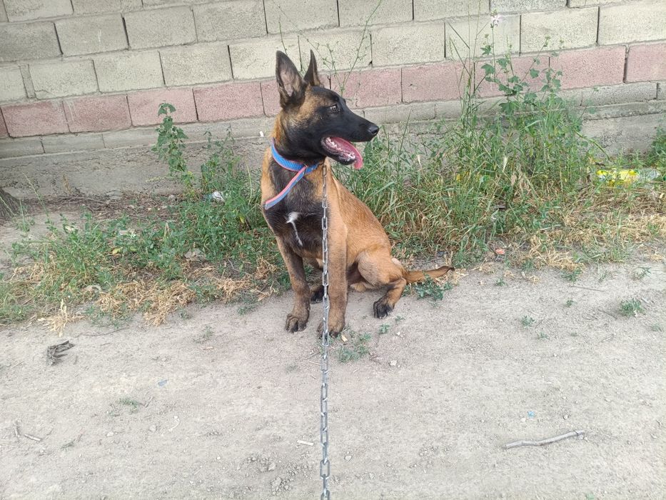 Малинуа (бельгиялық овчарка)