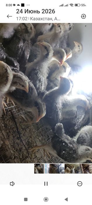 Продам барковских цыплят