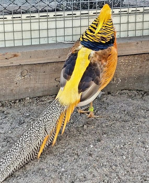 Продам фазанов, лимонных самок.