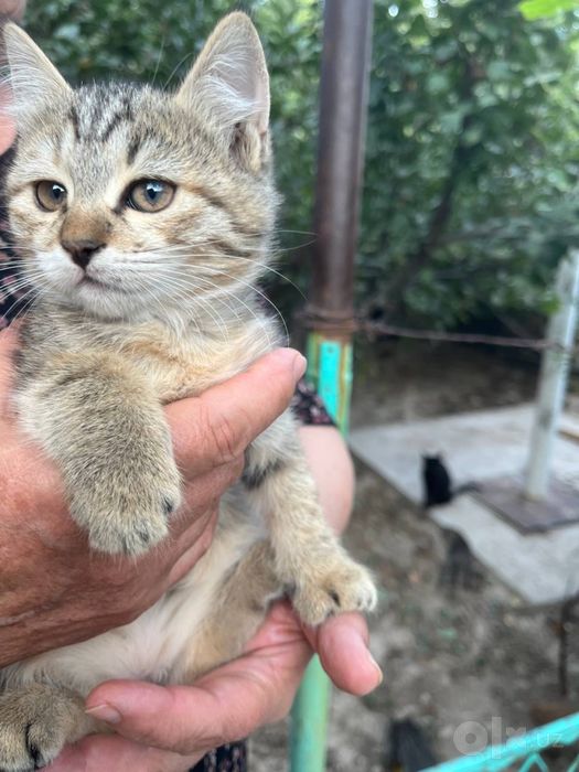 Котята          .