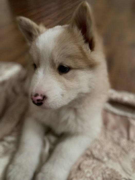 Сибирский хаски