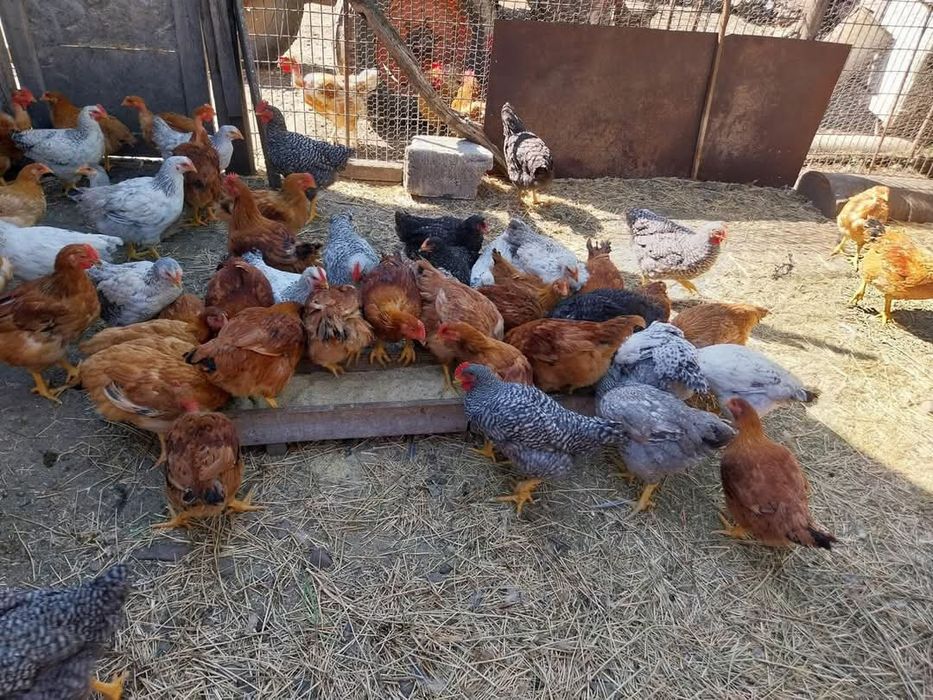 Vindem pui rasa mixta