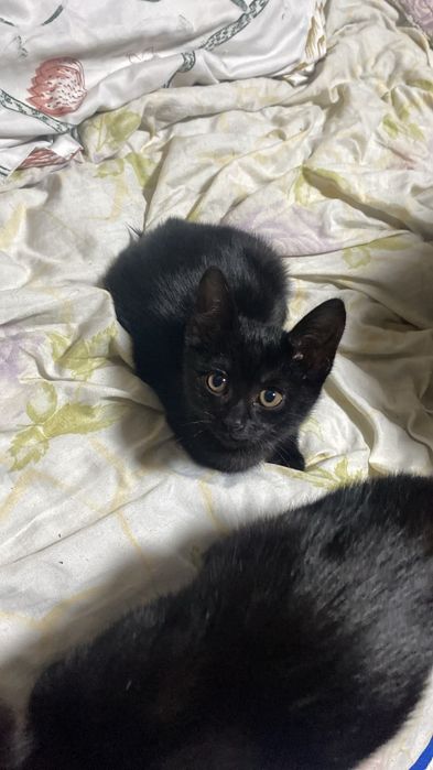 Котята ищут дом!