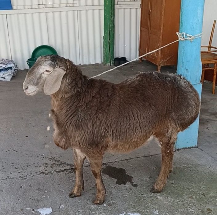 Қошқар 9 айлық  сатылады