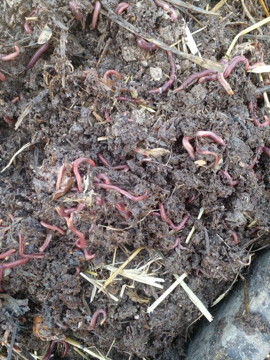 Шылаушын сатамын ,биогомус  вырабатывать