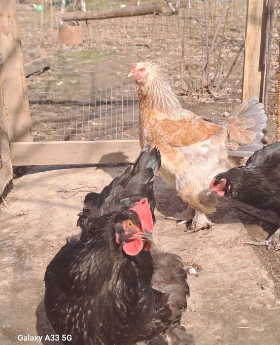 Продаются домашние цыплята