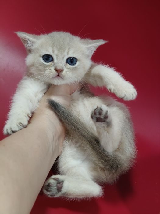 Котик шиншилла  ay25