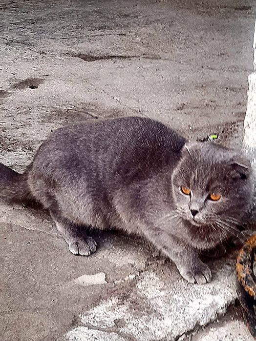 Scottish fold (shatlanskiy)