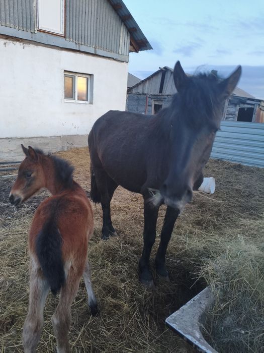 Кобыла с жеребенком