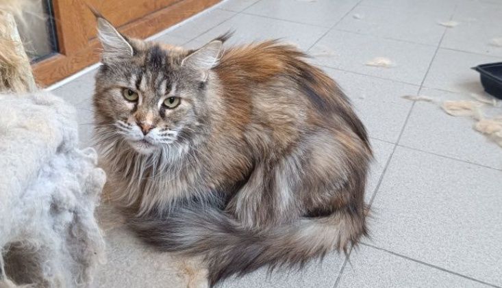 Кошка мейкун с документами