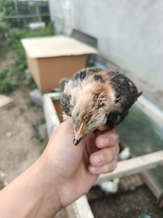 3,5 апталық өскен балапандр