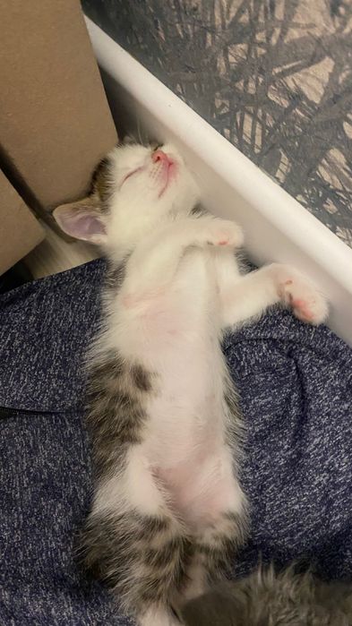 отдам в хорошие руки