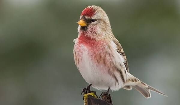 Чечетка самец поющий