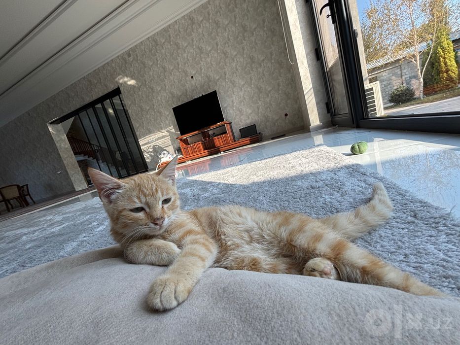 Котенок, бесплатно