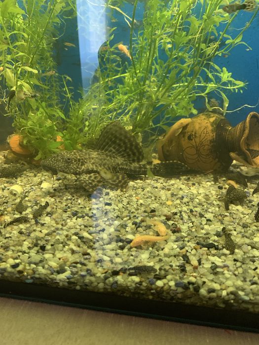 Guppy si ancistrus