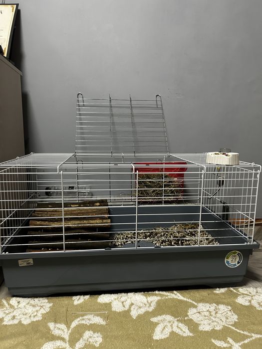 Iepure pitic cu cusca