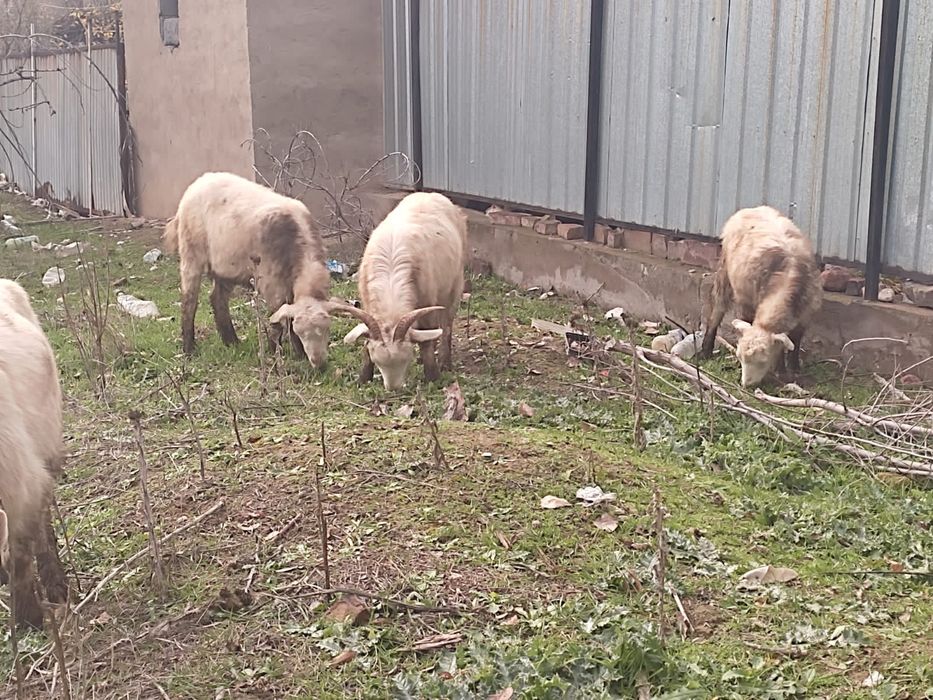 Продаю занейских коз и баранов.