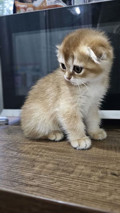Скотиш фолд девочка золотая шиншила