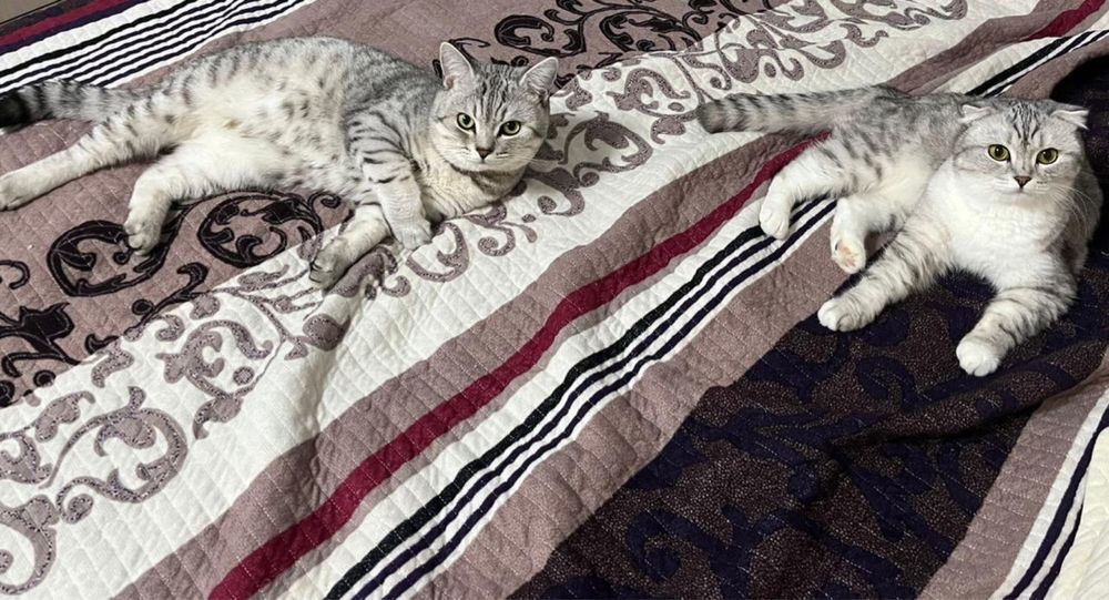 Продам шотландских котят