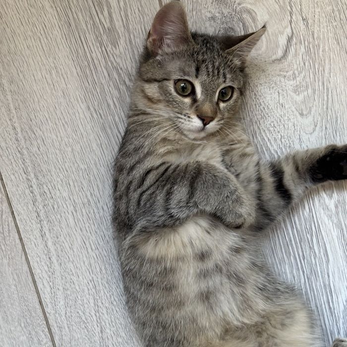 отдам кота в добрые руки