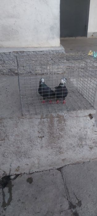 Рябагаловый пара чубати лиси