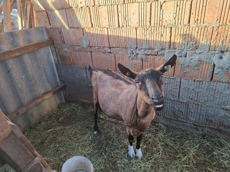 Vând capra alpin franceza