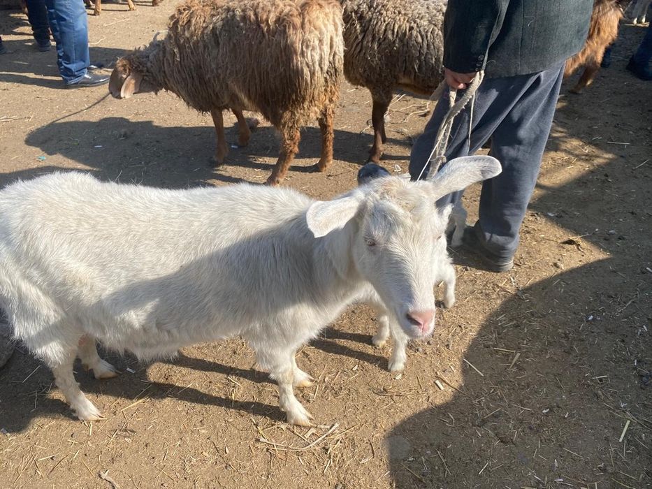 Ешкі сатамын Тұрар ауылы