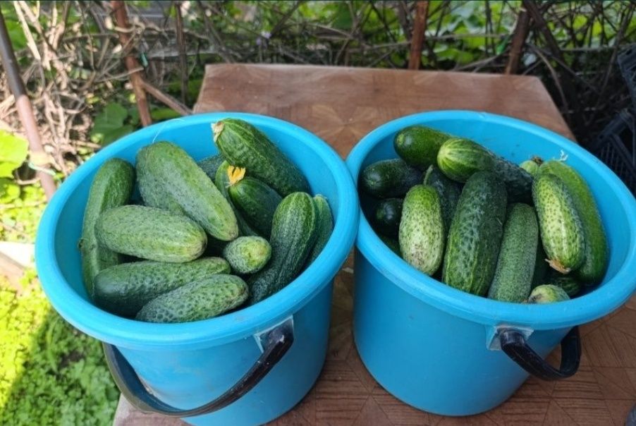 Продам дачные огурцы