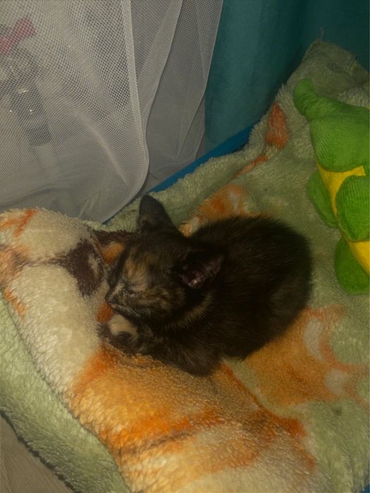 Кошкаа девочкааа