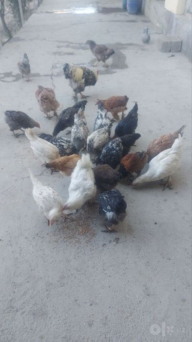 Toviq jujalari sotiladi