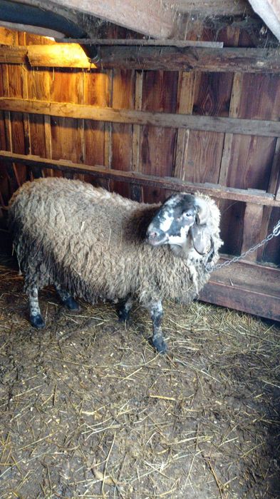 De vânzare berbec sufolk