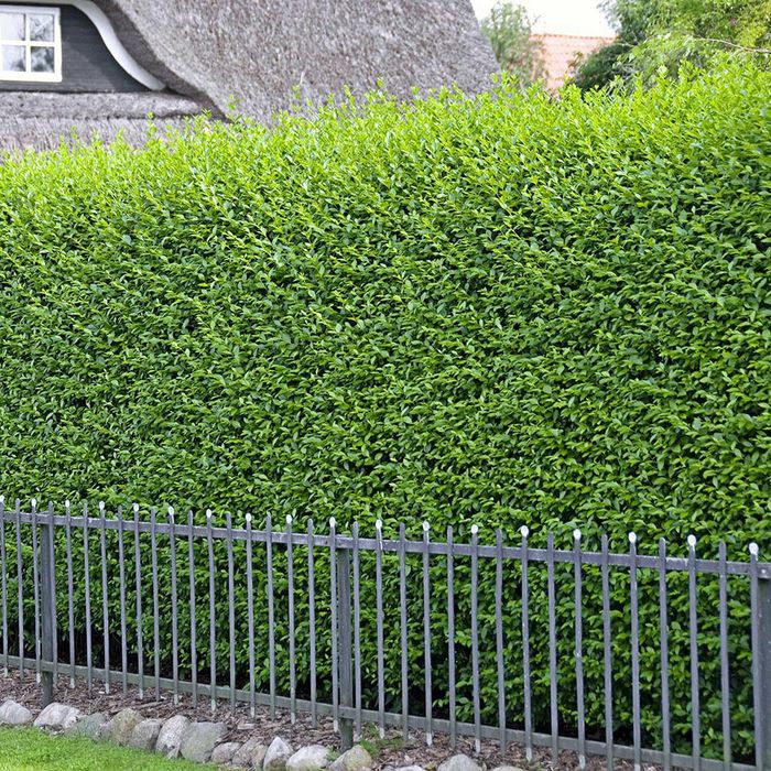 Vand puieti de lemn cainesc și tei arginti la balot de pamamt