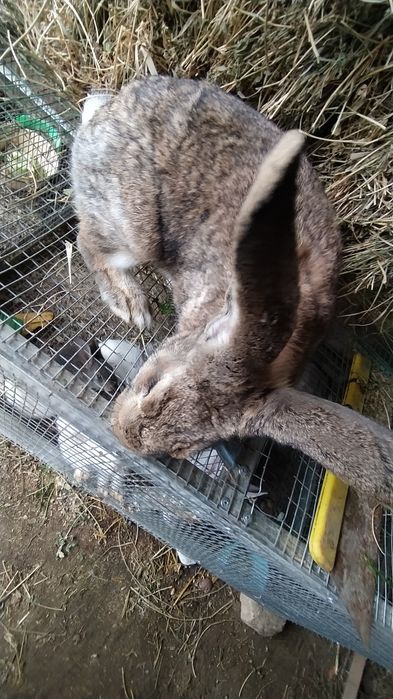 Quyonlar sotiladi kasal emas 2 tasi 400000 ming kelishib beramiz 35000