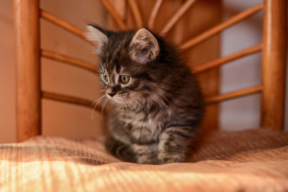 Котенок  мальчик
