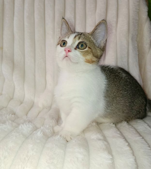 Продается шикарный котенок Манчкин, мальчик