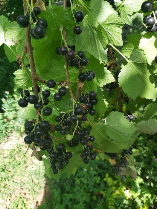 Смородина, саженцы