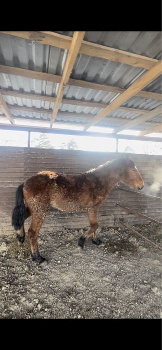 Семыз жылкы байтал