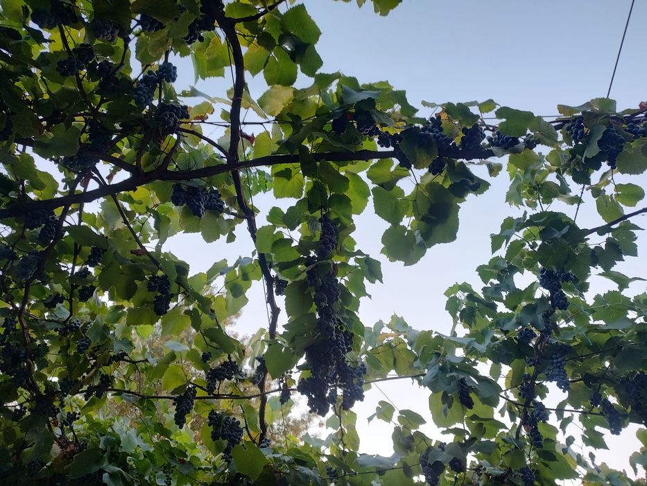Struguri negri de vânzare
