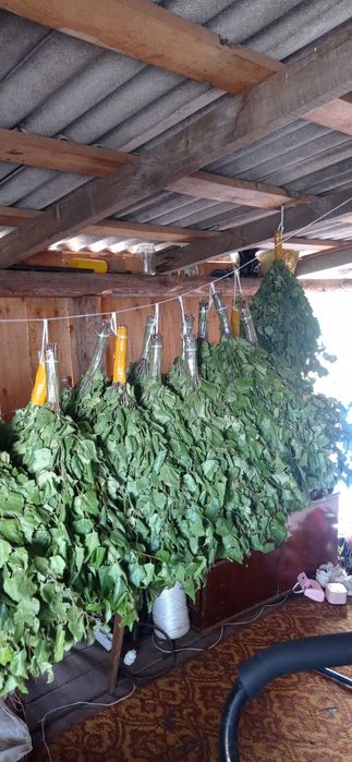 Банные веники береза